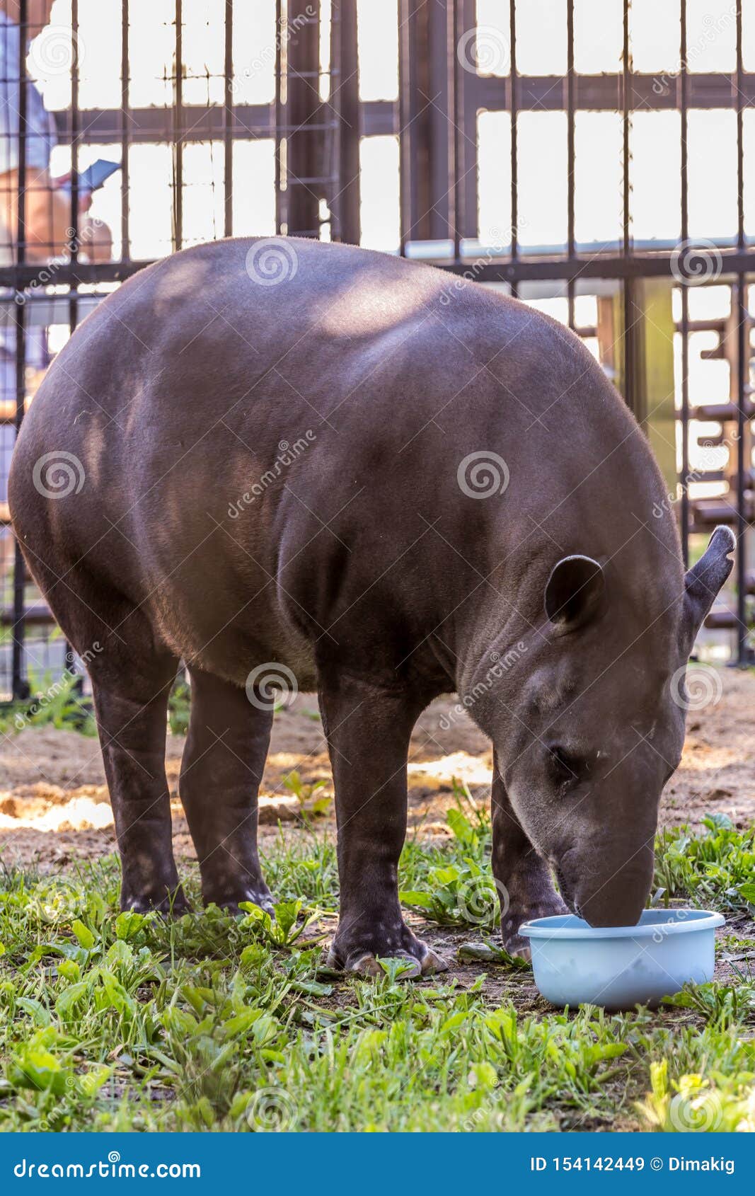 The South American Tapir Brazilian Tapir, Amazonian Tapir Eating Food. Cute  and Funny Animals of the World Stock Image - Image of domestic,  agriculture: 154142449