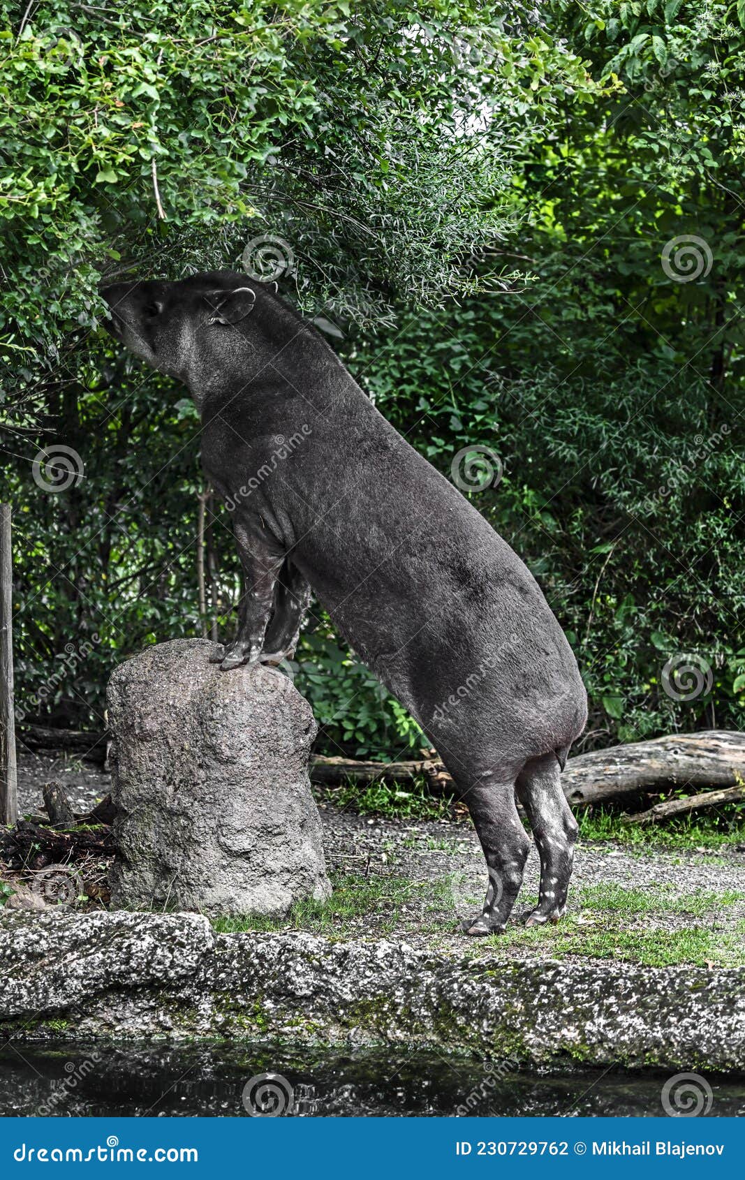 South American Tapir Eats Leaves 1 Stock Photo Biology Diagrams