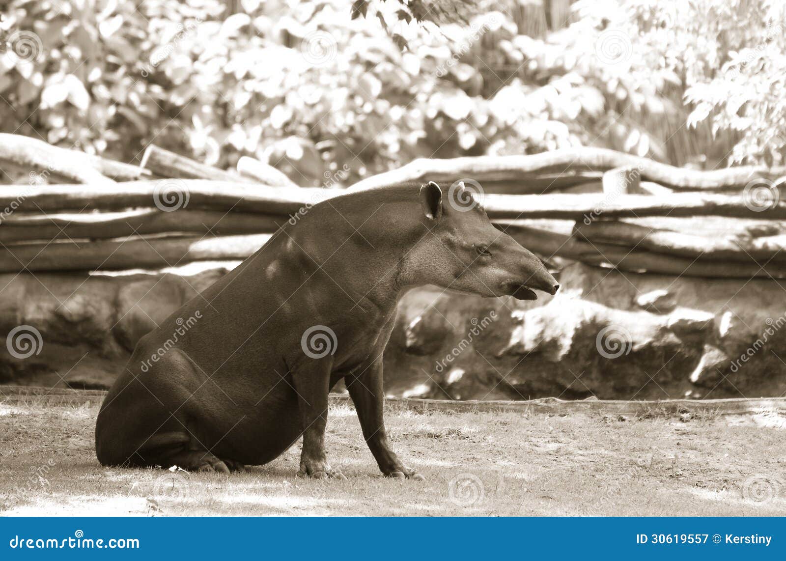 South American tapir stock image. Image of animal, tapir Biology Diagrams