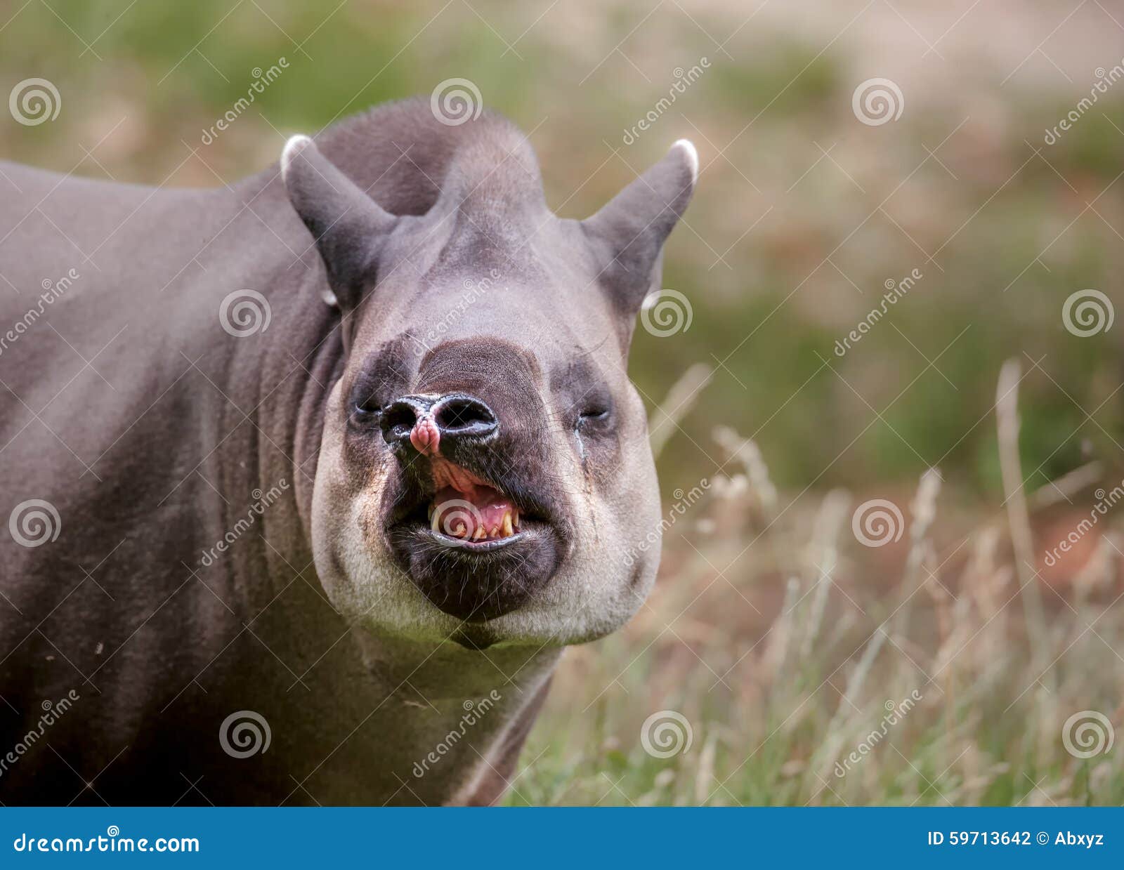 South American tapir stock photo. Image of noise, furry Biology Diagrams
