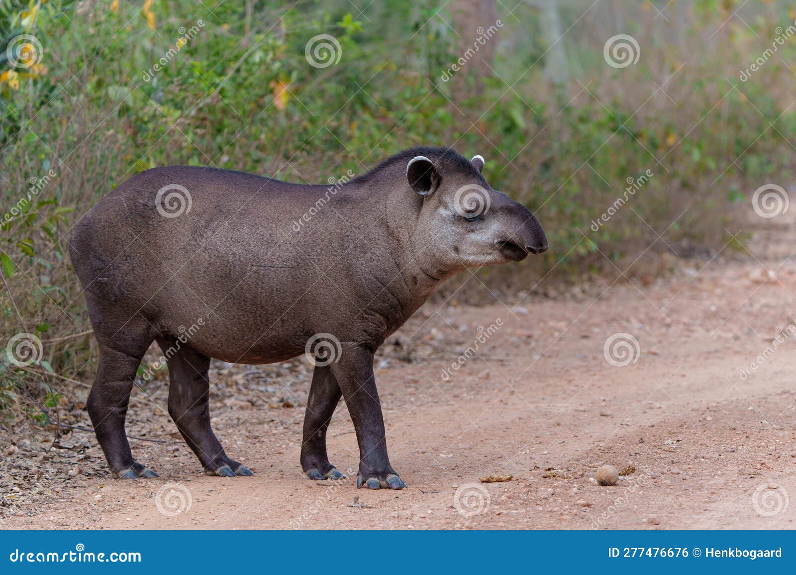 South American Tapir in the North Pantanal in Brazil Stock Photo Biology Diagrams
