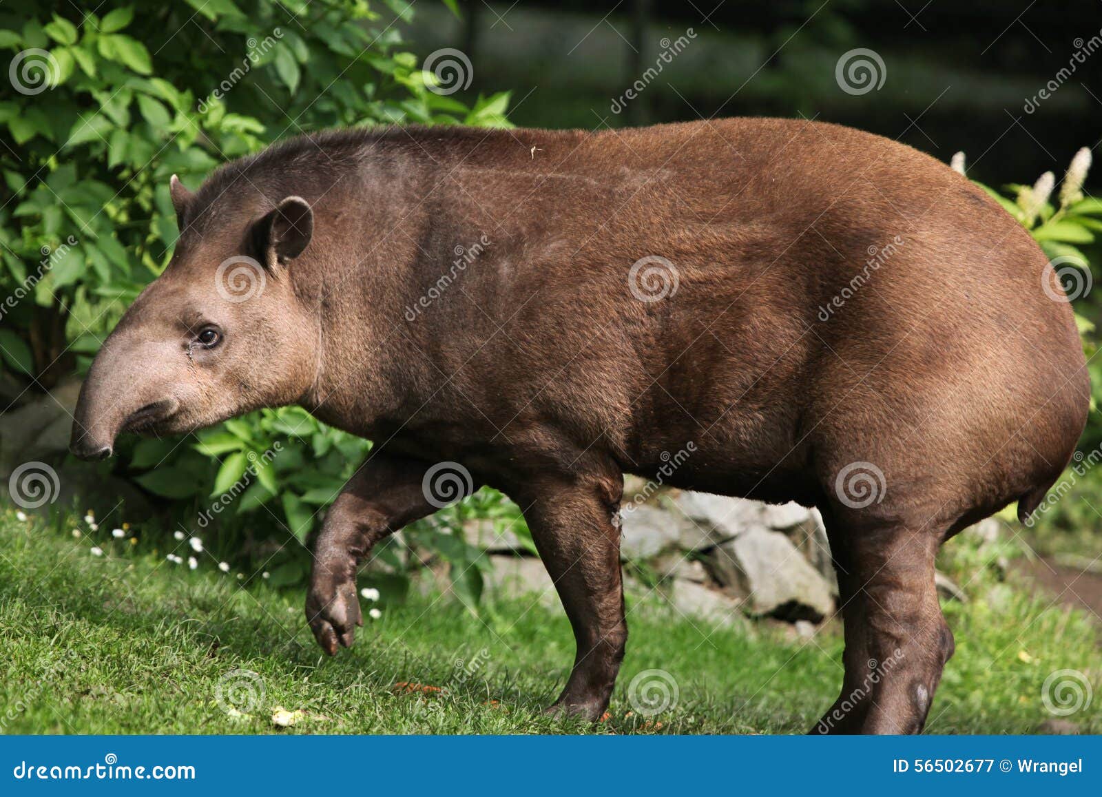 South American Tapir (Tapirus Terrestris). Stock Image Biology Diagrams