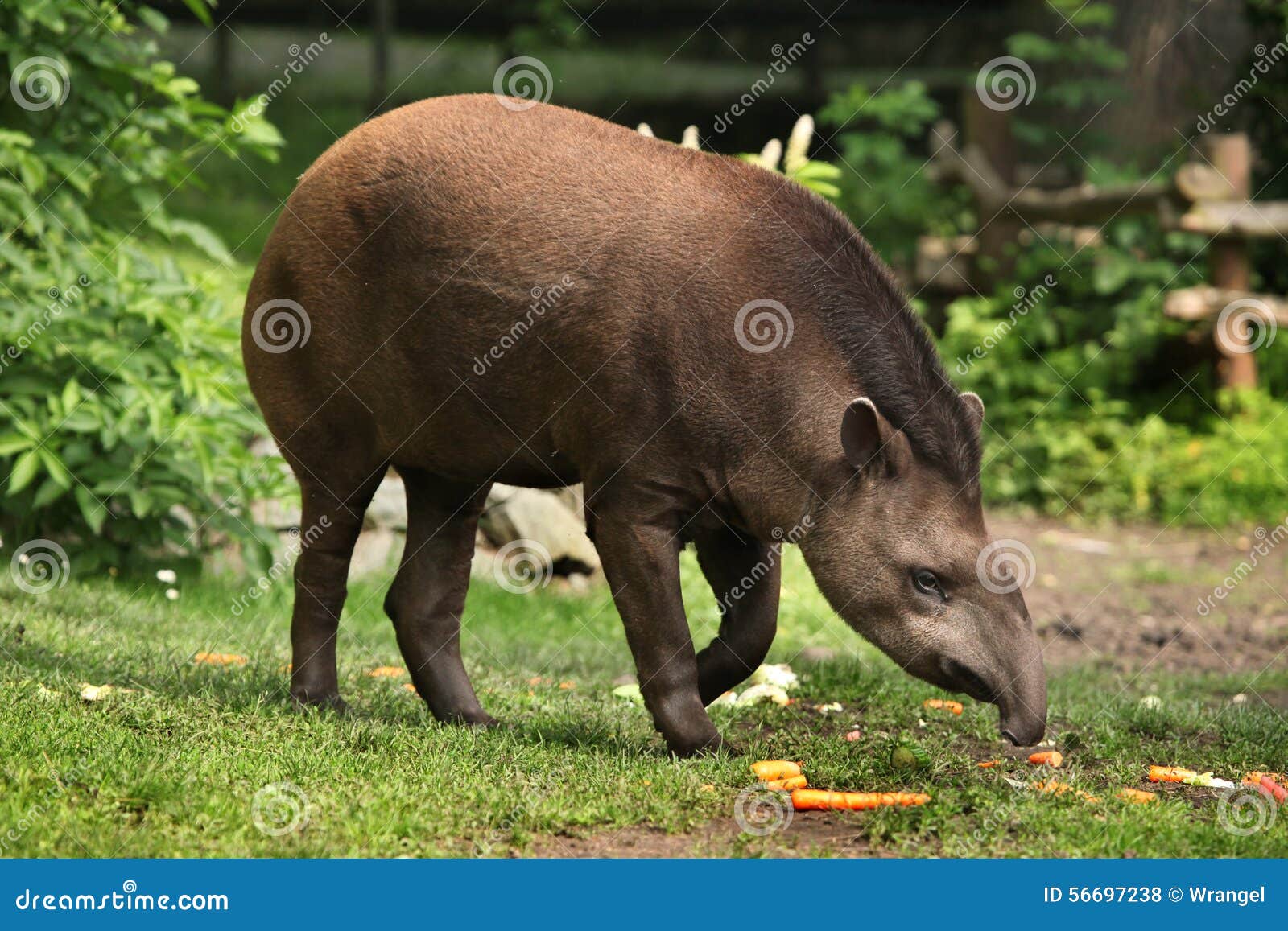 South American Tapir (Tapirus Terrestris). Stock Photo Biology Diagrams