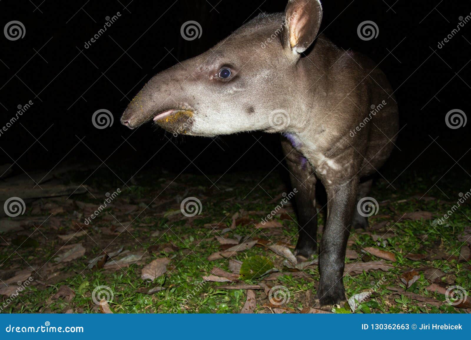 South American Tapir Tapirus Terrestris in Natural Habitat during Night, Cute Baby Animal with Stripes, Portrait of Rare Animal Stock Image - Image of amazon, ecuador: 130362663 South American Tapir Tapirus Terrestris in Natural Habitat during Night, Cute Baby Animal with Stripes, Portrait of Rare Animal Stock Image - Image of amazon, ecuador: 130362663