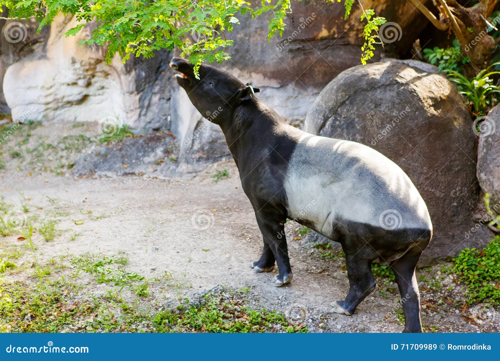 South American Tapir in Zoo Wildlife Animal Stock Image Biology Diagrams