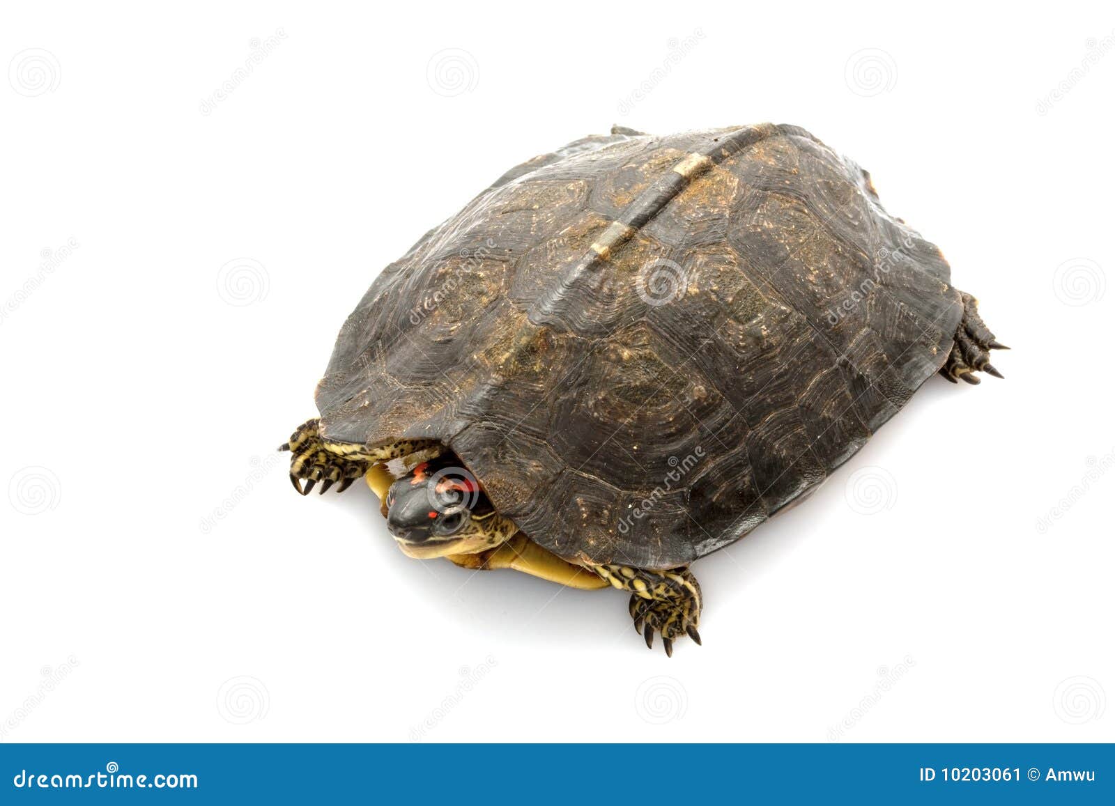 South American wood turtle stock image. Image of shell - 10203061