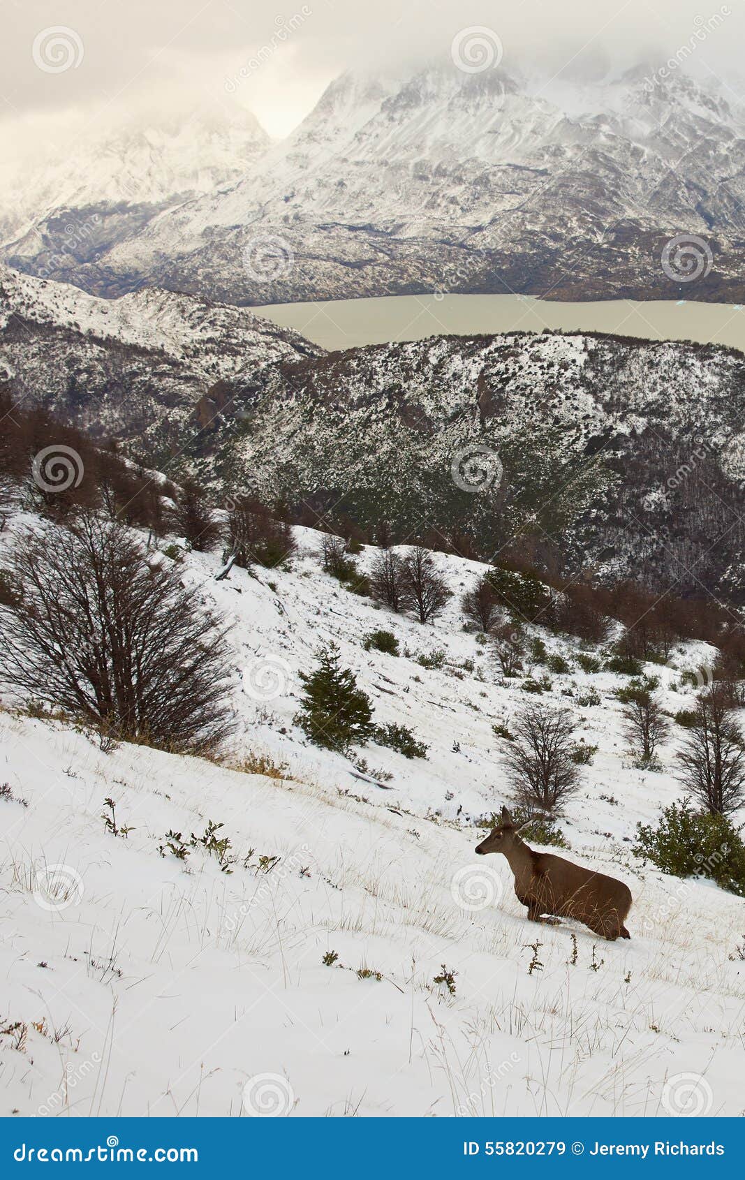 south andean deer