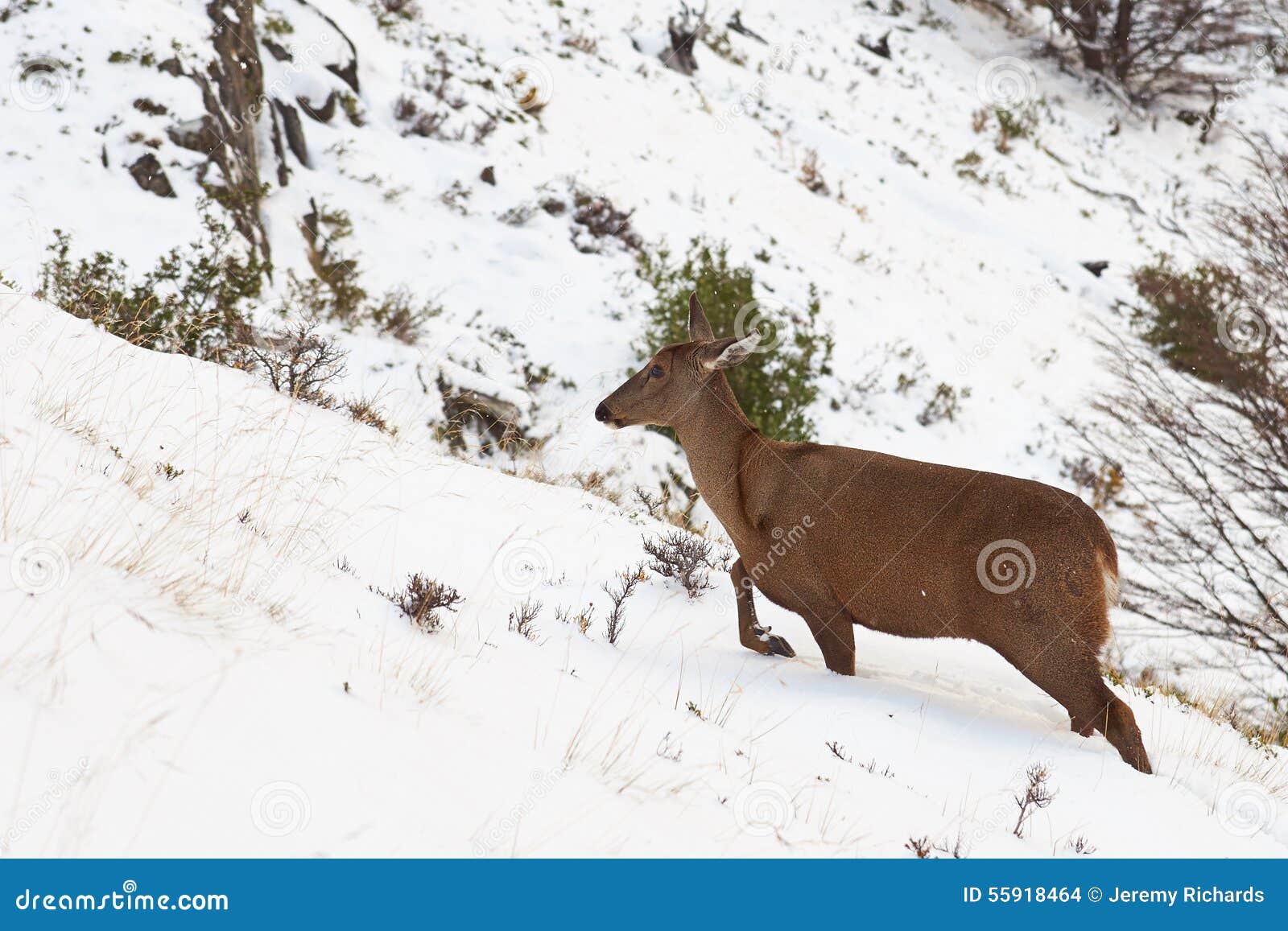 south andean deer