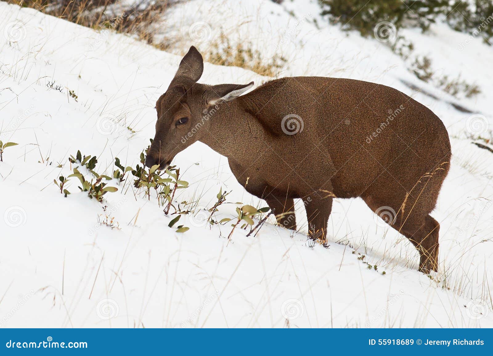 south andean deer