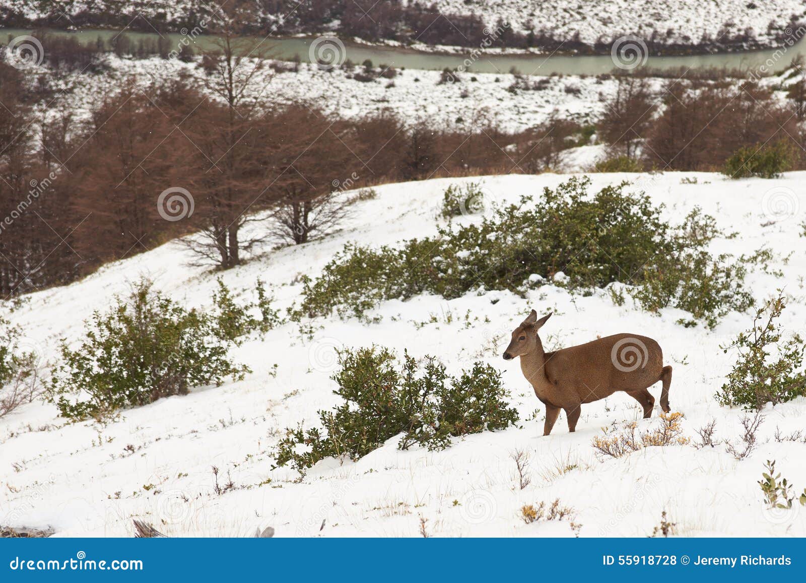 south andean deer