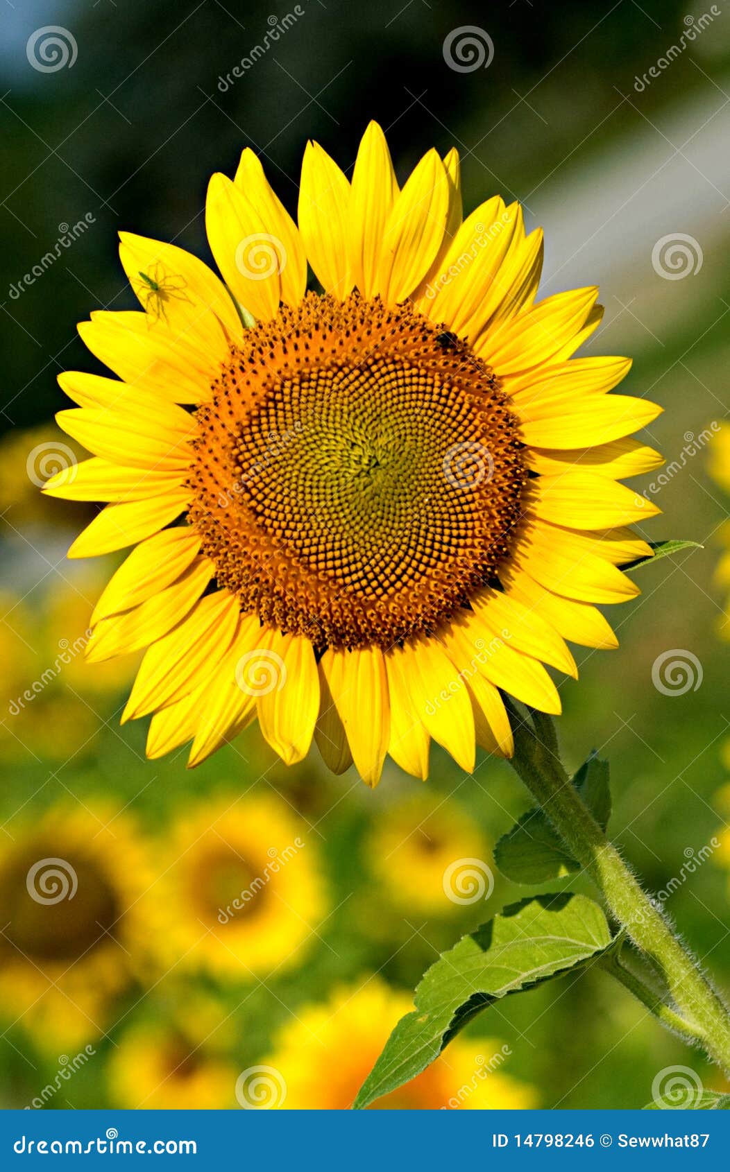 South Carolina Yellow Sunflower Stock Photo Image of color, colorful