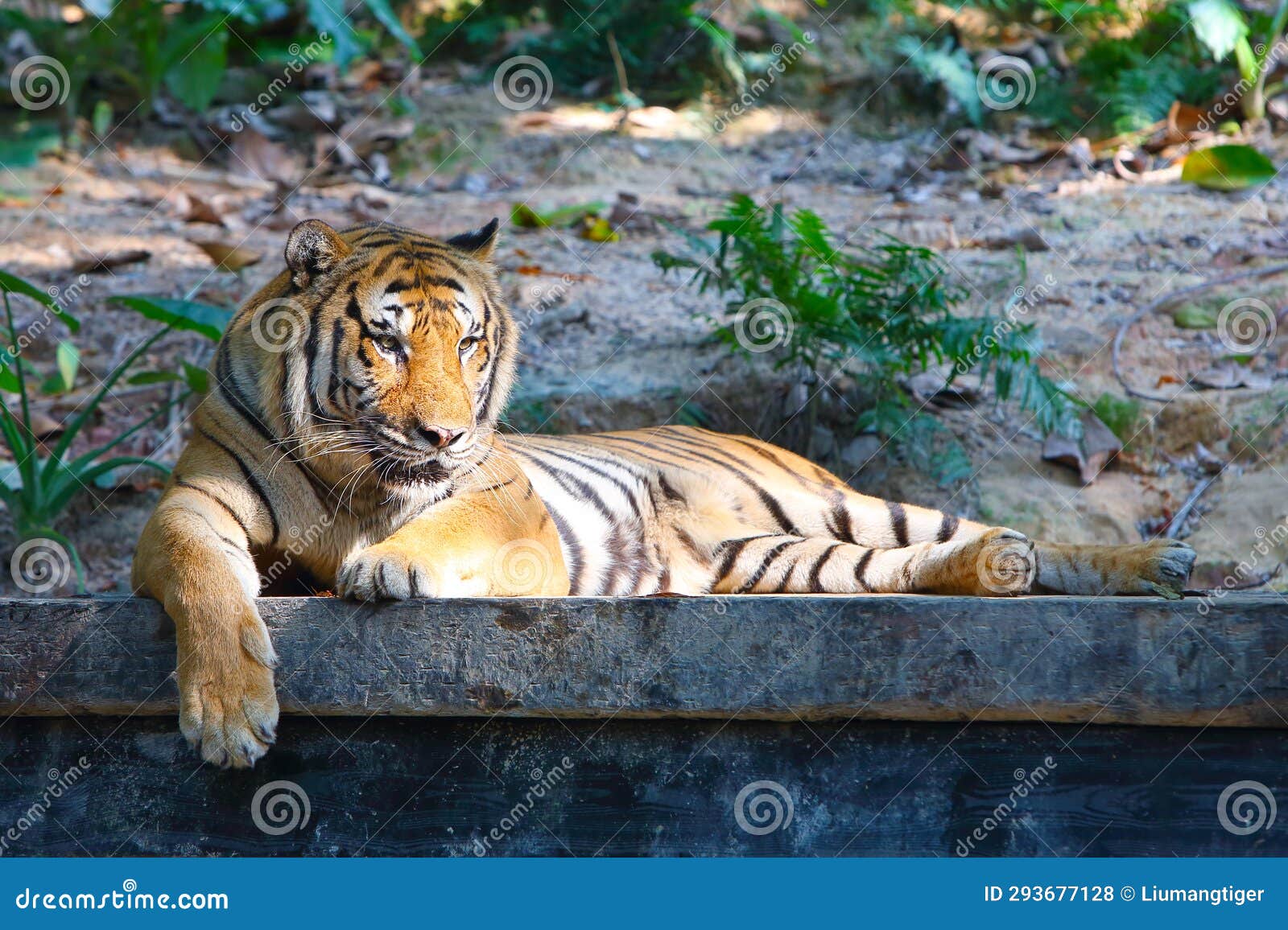 south china tiger lies down and enjoys the sunshine