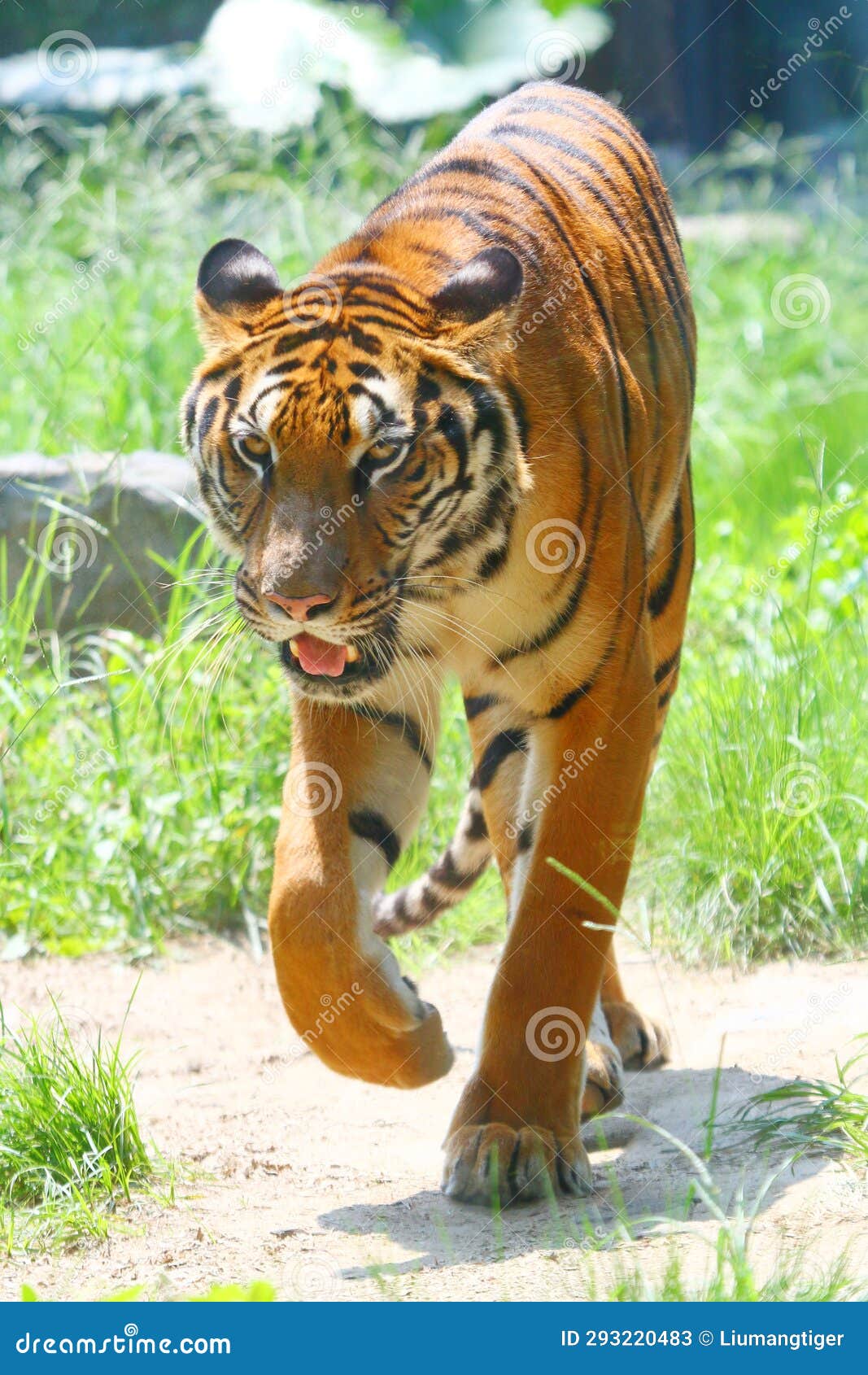 south china tiger walking