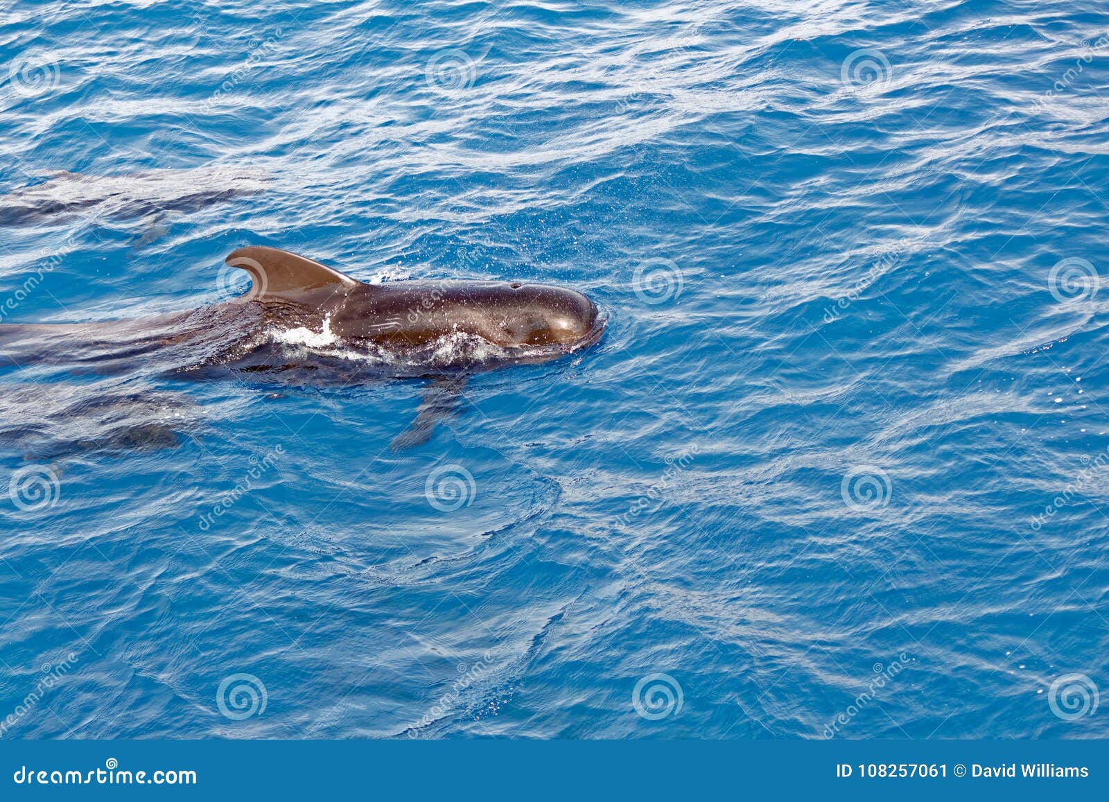 short finned pilot whale off coast of tenerife, spain