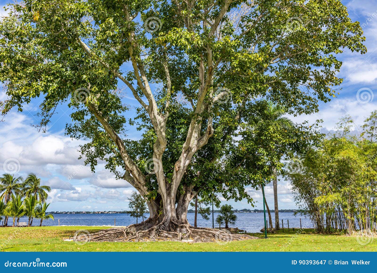 South Florida Banyan Tree stock image. Image of vegetation 90393647