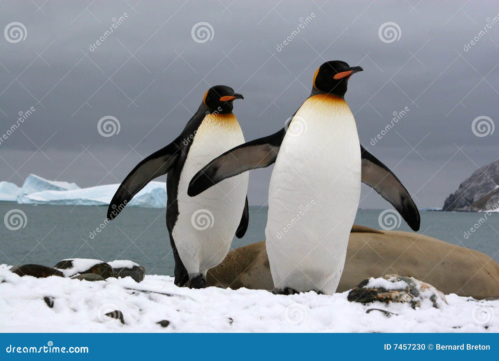 south georgia (antarctic)