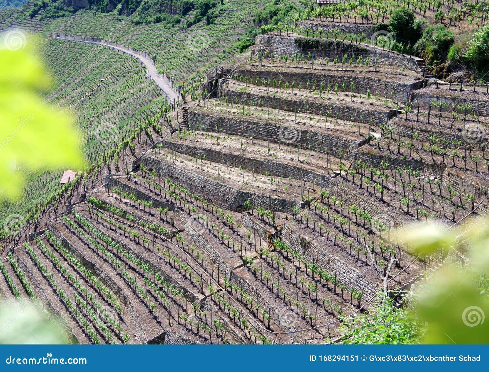 south german wine growing in steep slopes  2