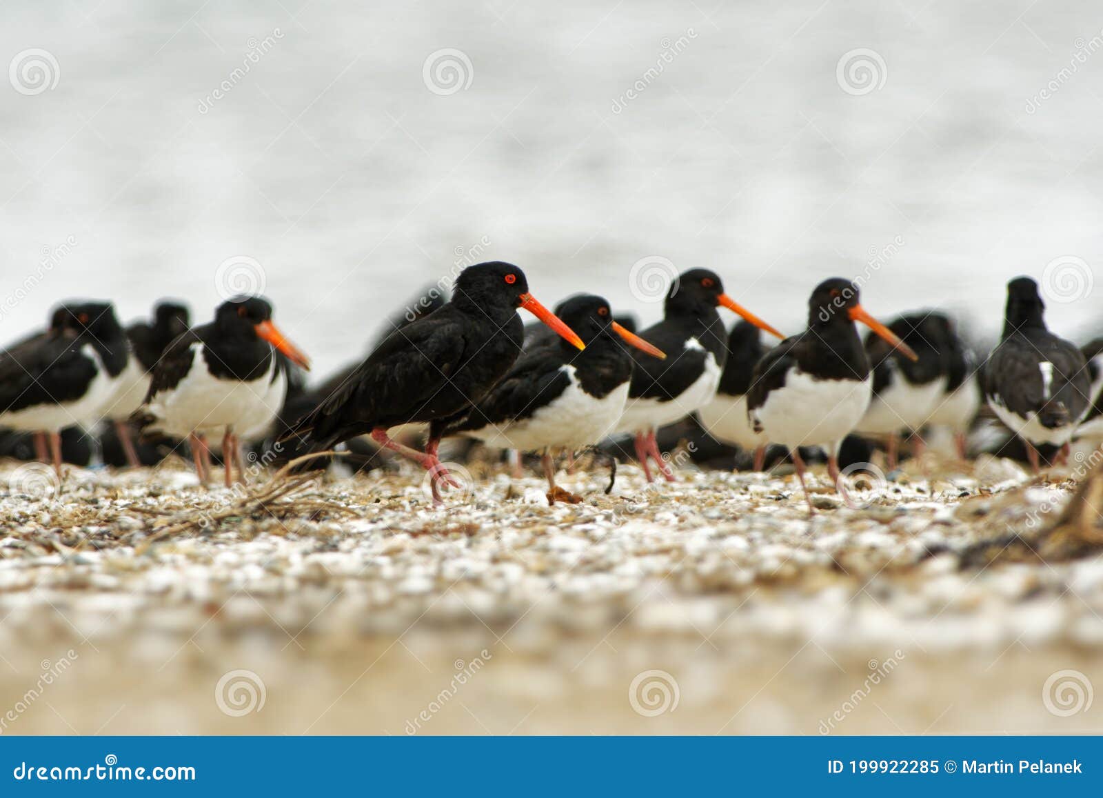 south island oystercatcher - haematopus finschi - torea in maori, one of the two common oystercatchers found in new zealand, black