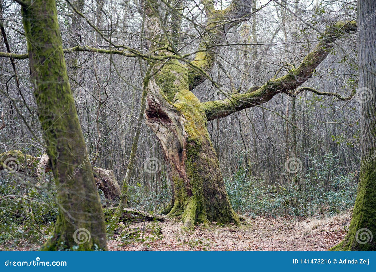 Forest in south stock photo. Image of - 141473216
