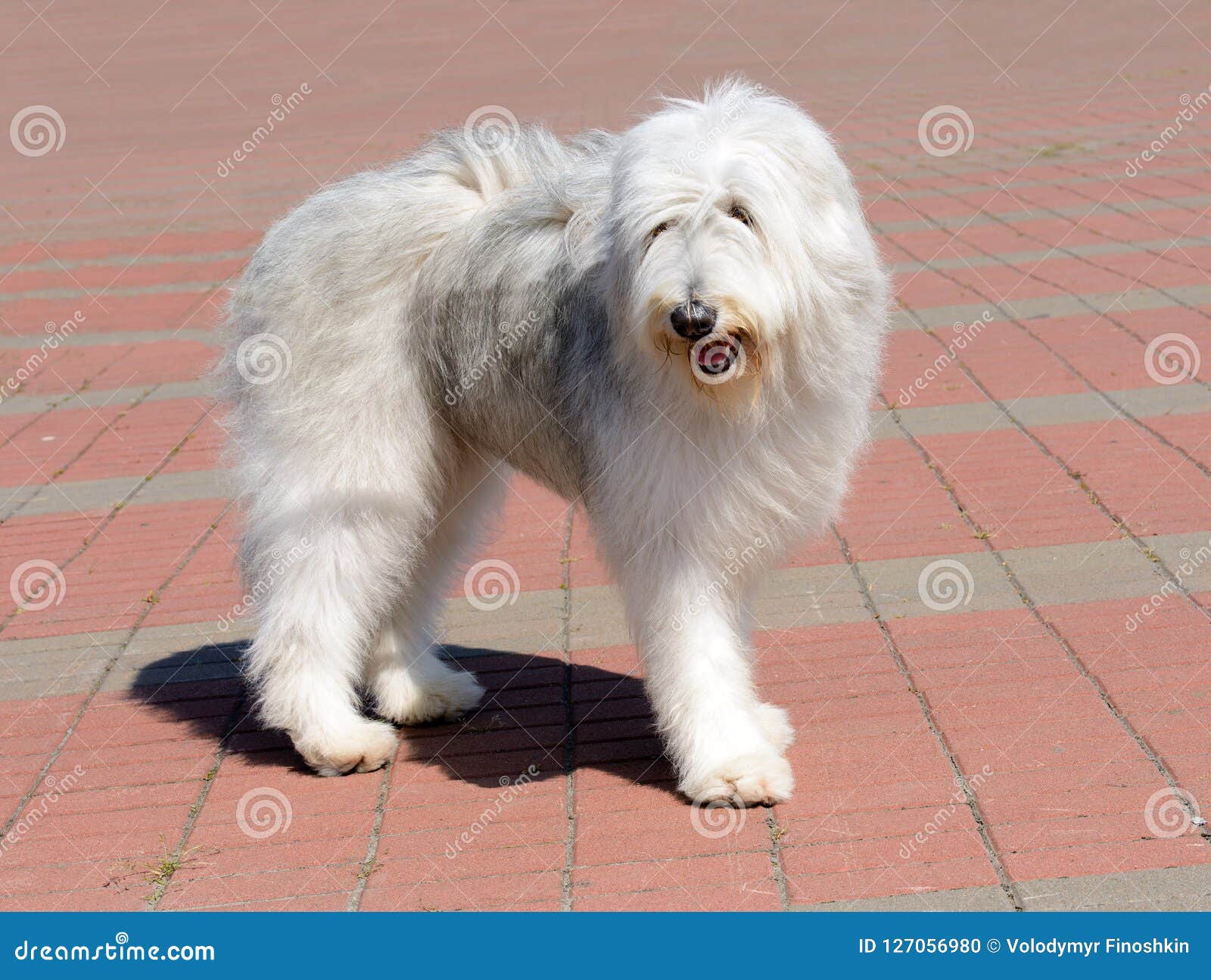 Viejo Pastor Ingles Adulto  Old english sheepdog, English sheepdog, Dog  breeds