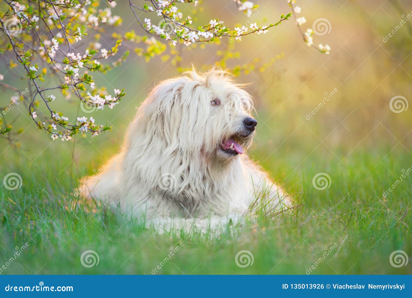 The old English Sheepdog and the South Russian shepherd dog on the lawn.  Adobe RGB Stock Photo - Alamy