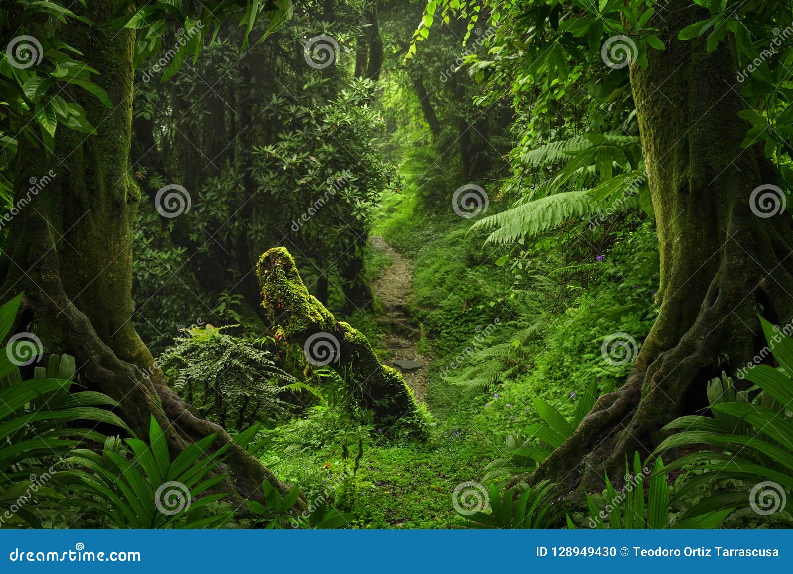 Fotografia Asian rainforest jungle - em