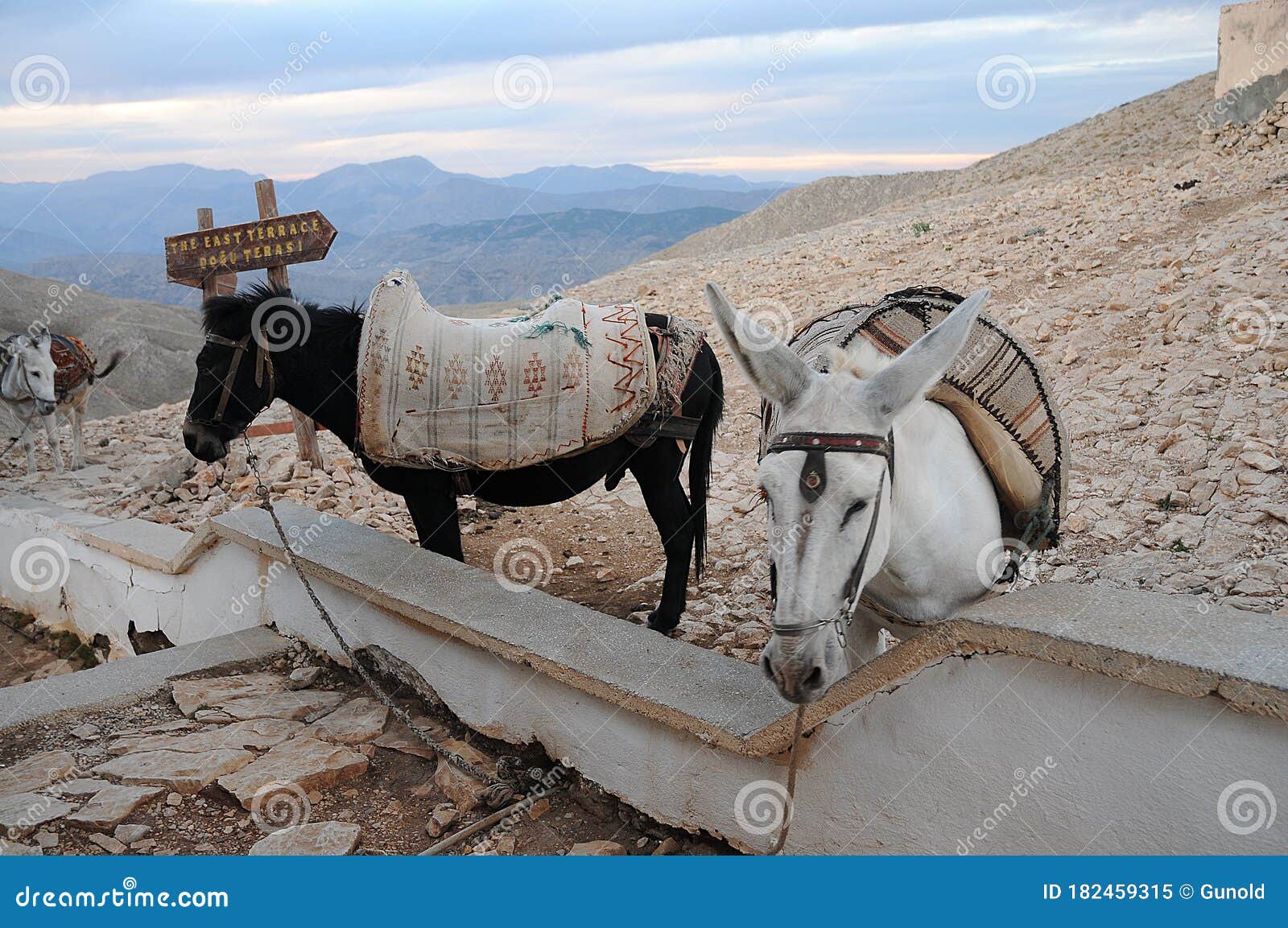 saddled  horde and donkey waiting for tourists