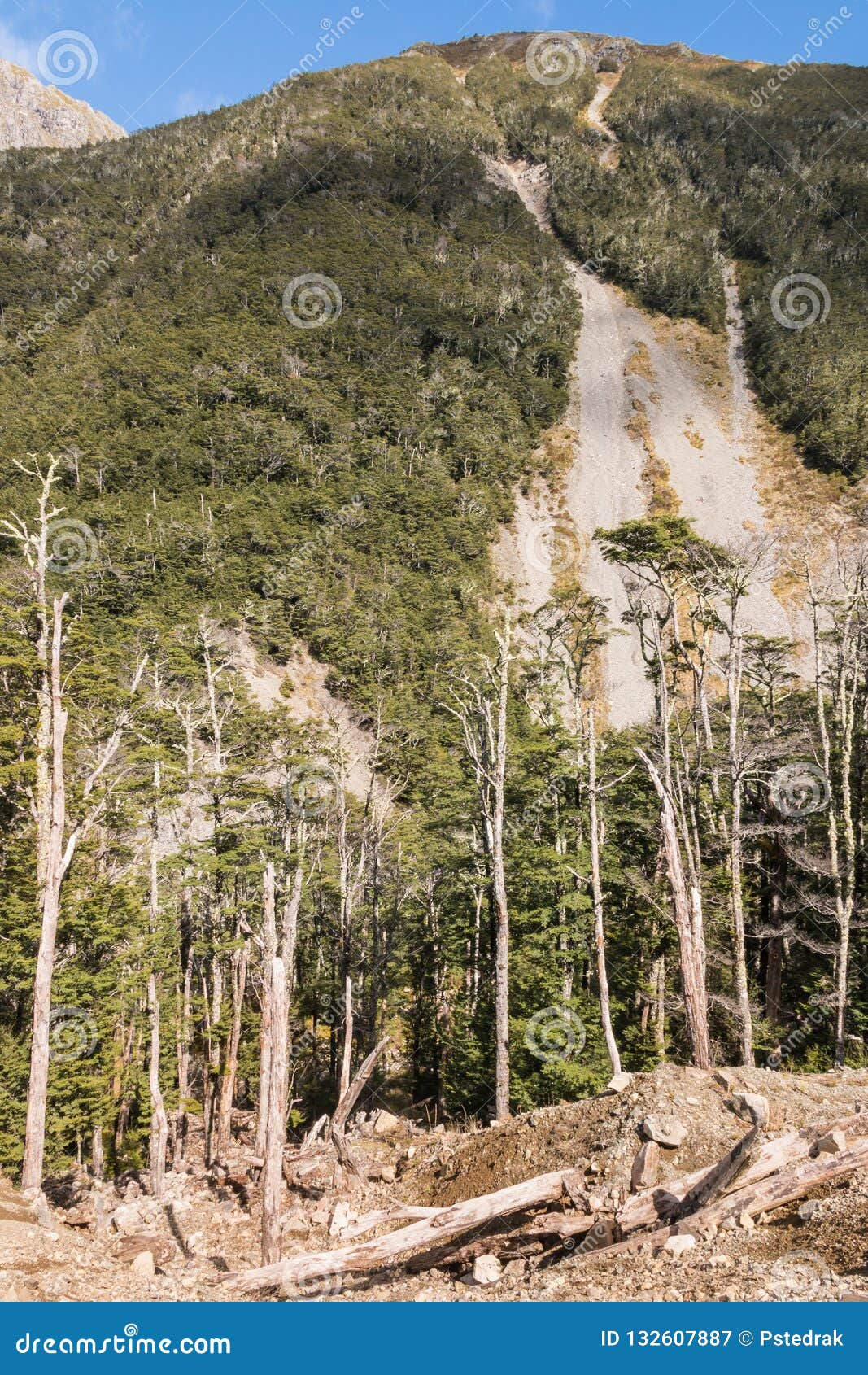 souther beech forest in southern alps in new zealand