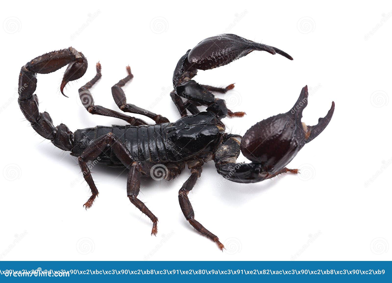 african venom scorpion  on white background