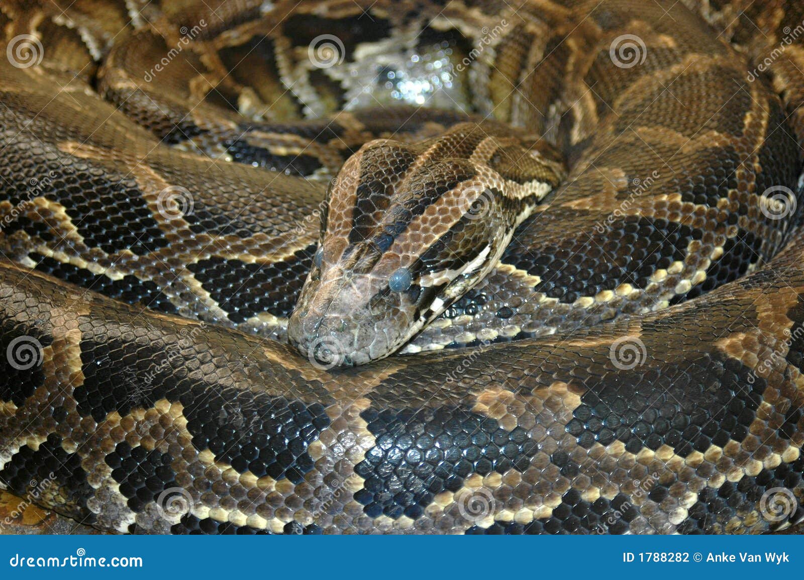 Python snake stock photo. Image of pythons, african, reserve - 1788282