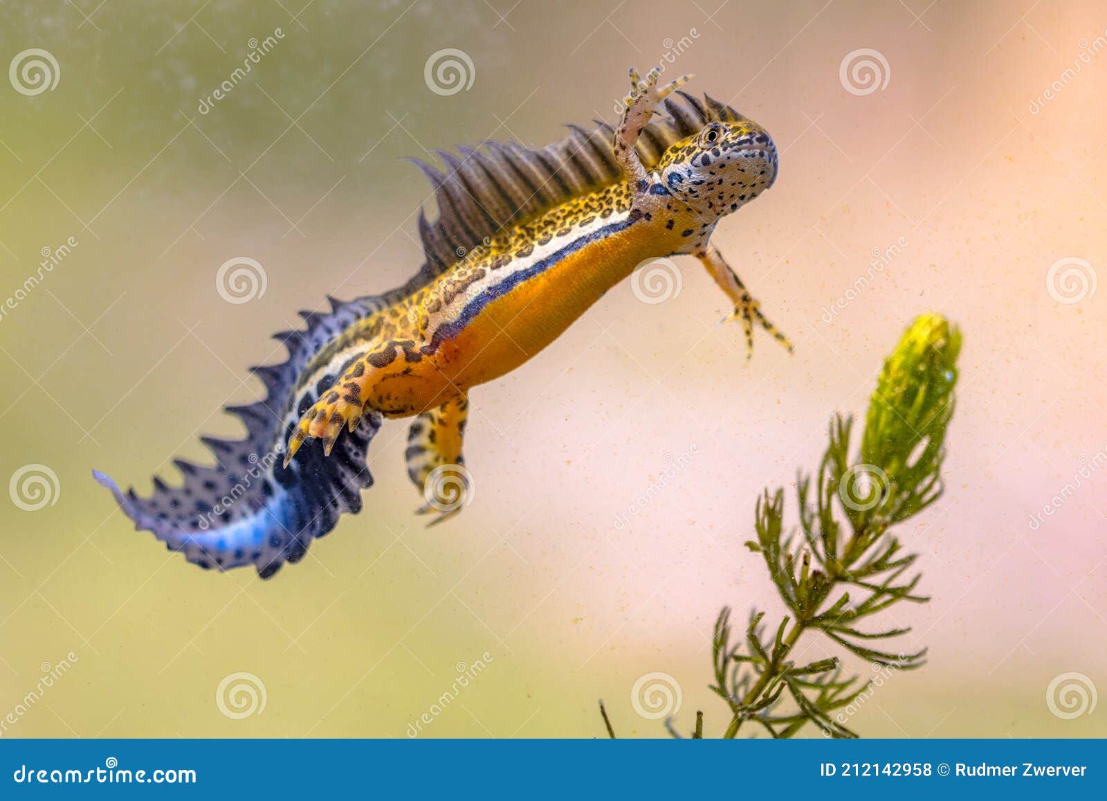 Southern Banded Newt Aquatic Animal in Natural Underwater Habitat Stock Photo - Image of outdoor, israel: 212142958 Southern Banded Newt Aquatic Animal in Natural Underwater Habitat Stock Photo - Image of outdoor, israel: 212142958