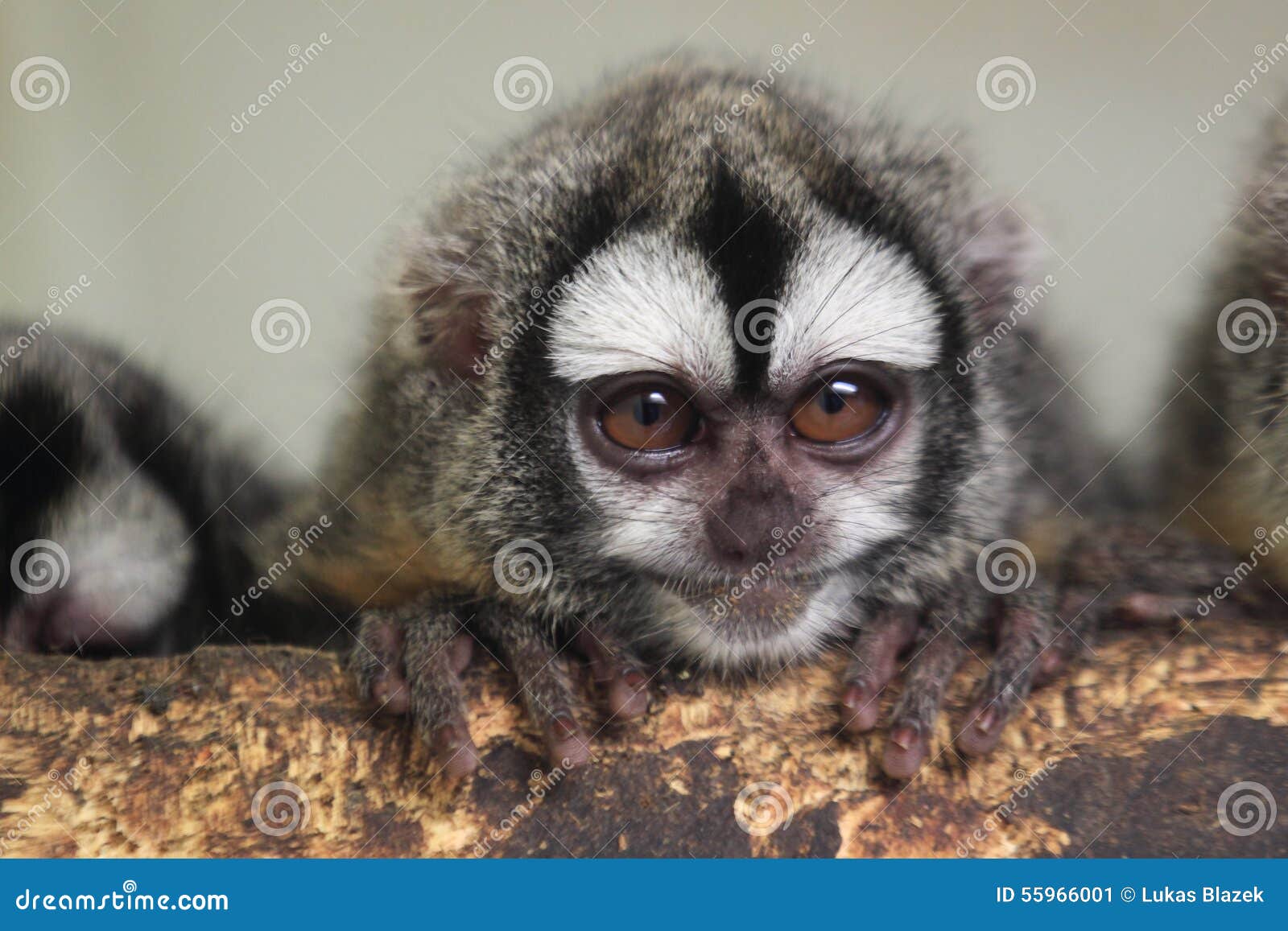 southern bolivian night monkey