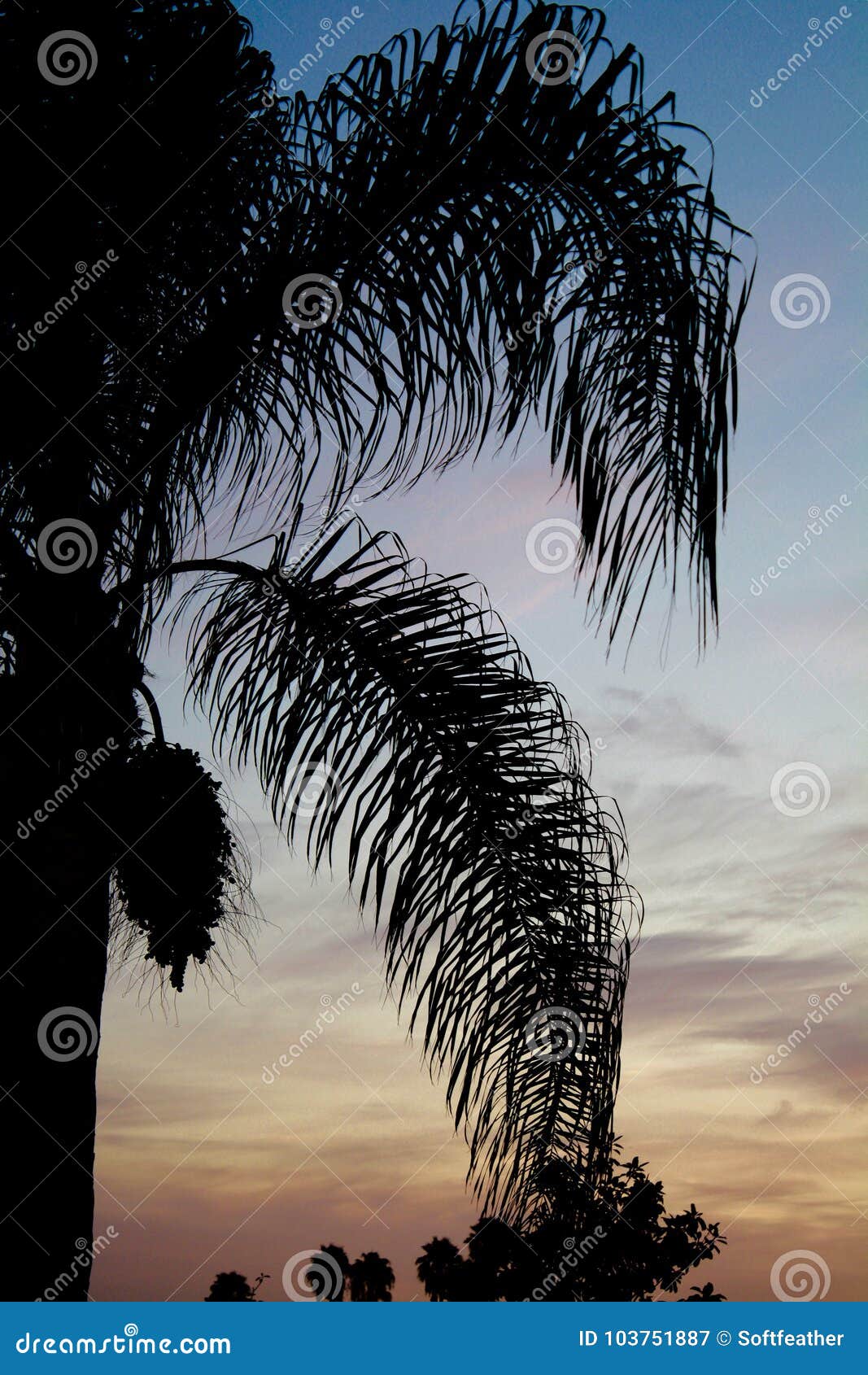 Southern California Palm Tree Sunset Silhouette Vertical Stock Image