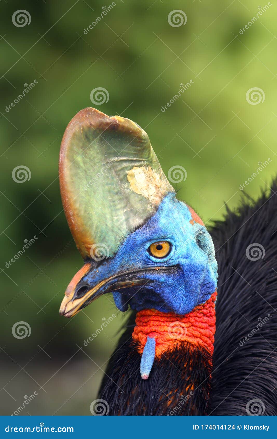 the southern cassowary casuarius casuarius, also known as double-wattled cassowary, australian or two-wattled cassowary, portait