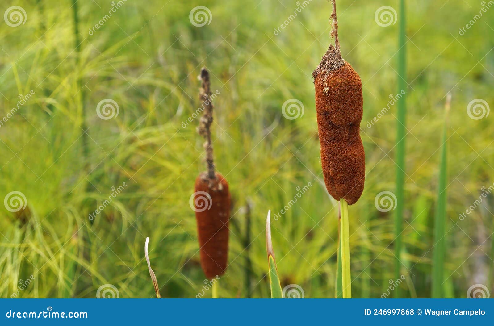 southern cattail or cumbungi, typha domingensis, on tropical garden, minas gerais