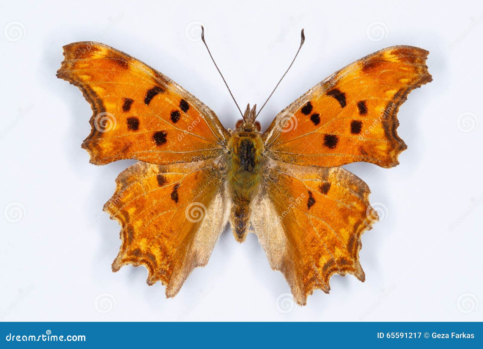 southern comma butterfly, polygonia egea