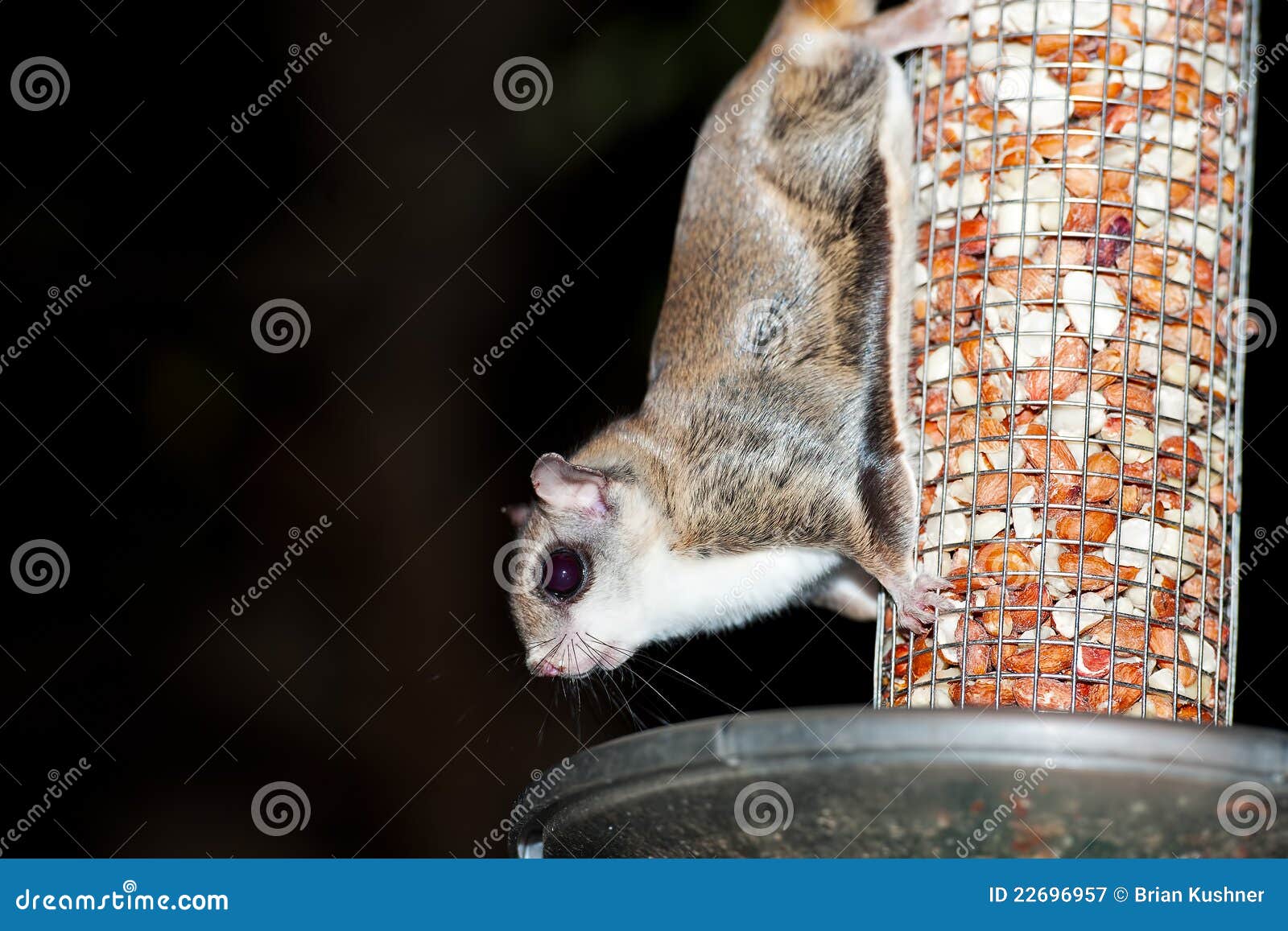 Southern Flying Squirrel stock image. Image of squirrel 22696957