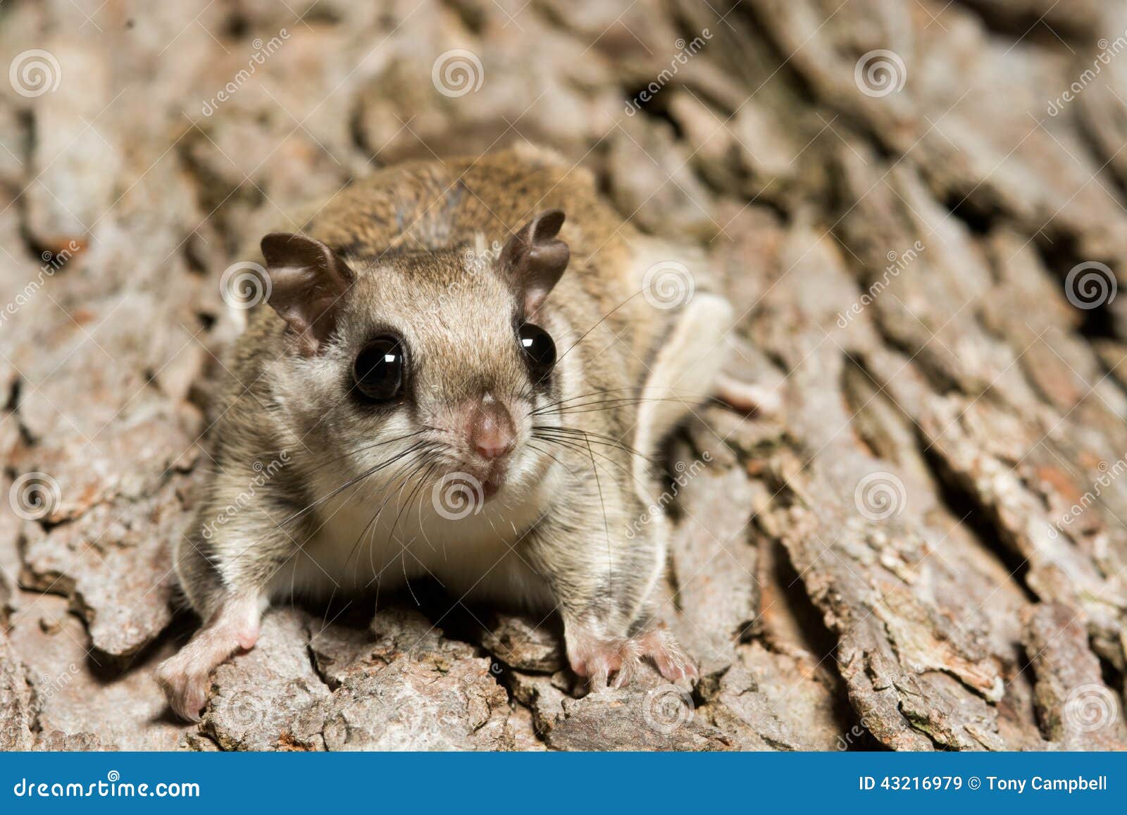 Southern Flying Squirrel stock image. Image of outdoors 43216979