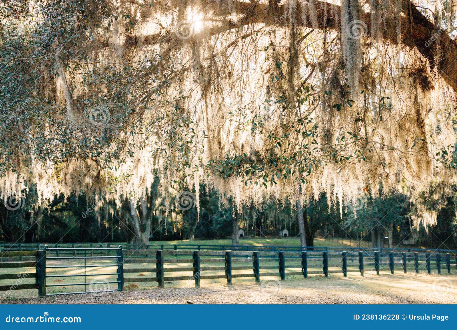 A Southern Georgia Outdoor Fence with the Sun Streaming through the Old Oak Tree with Hanging Spanish Moss As a Travel Stock Photo