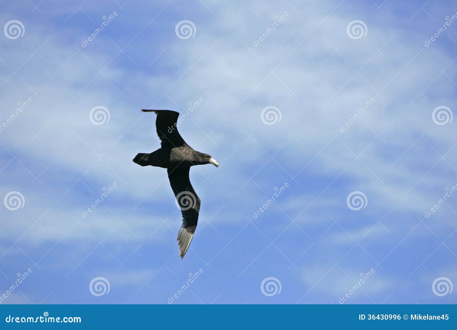 southern giant-petrel, macronectes giganteus