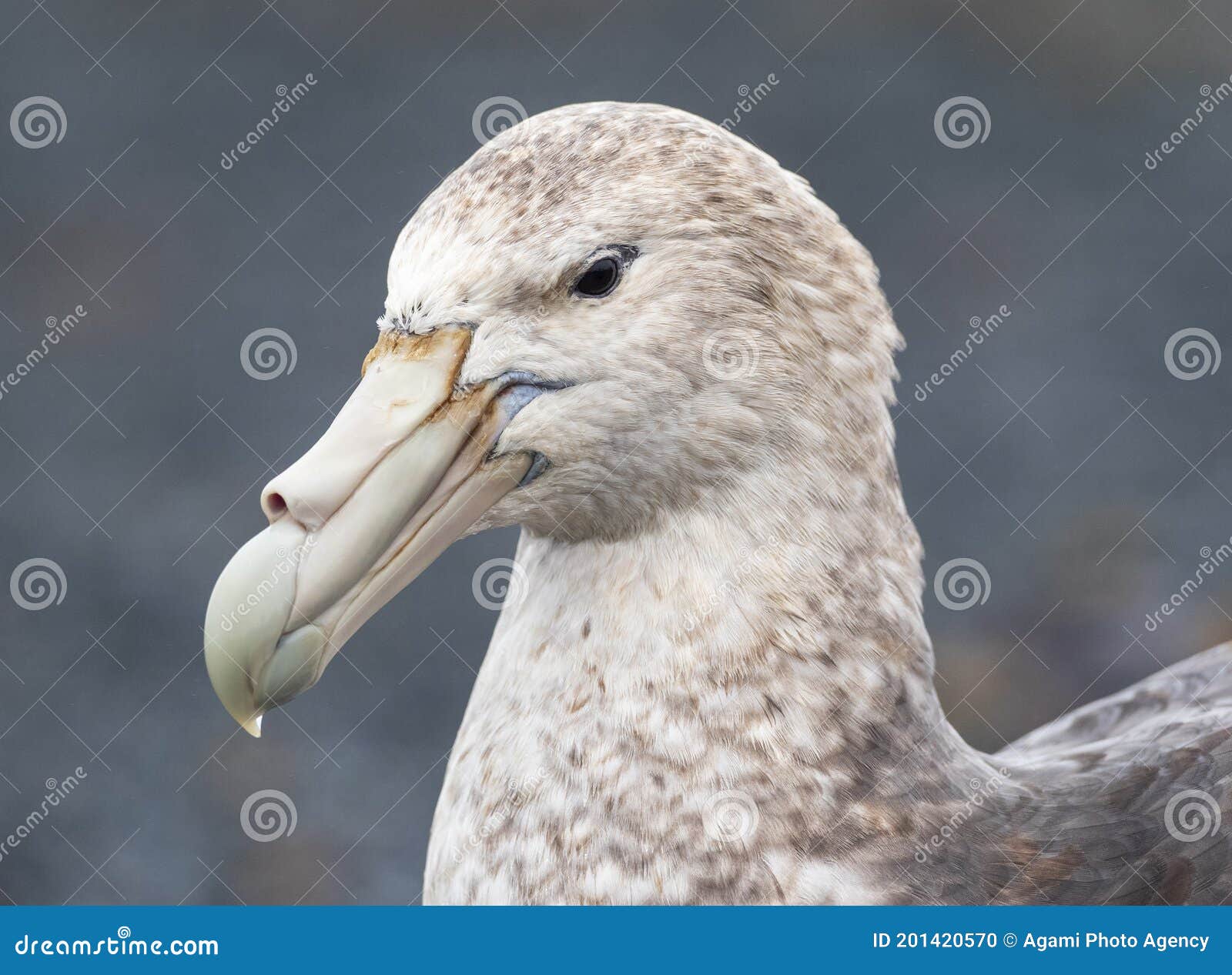 southern giant petrel, macronectes giganteus