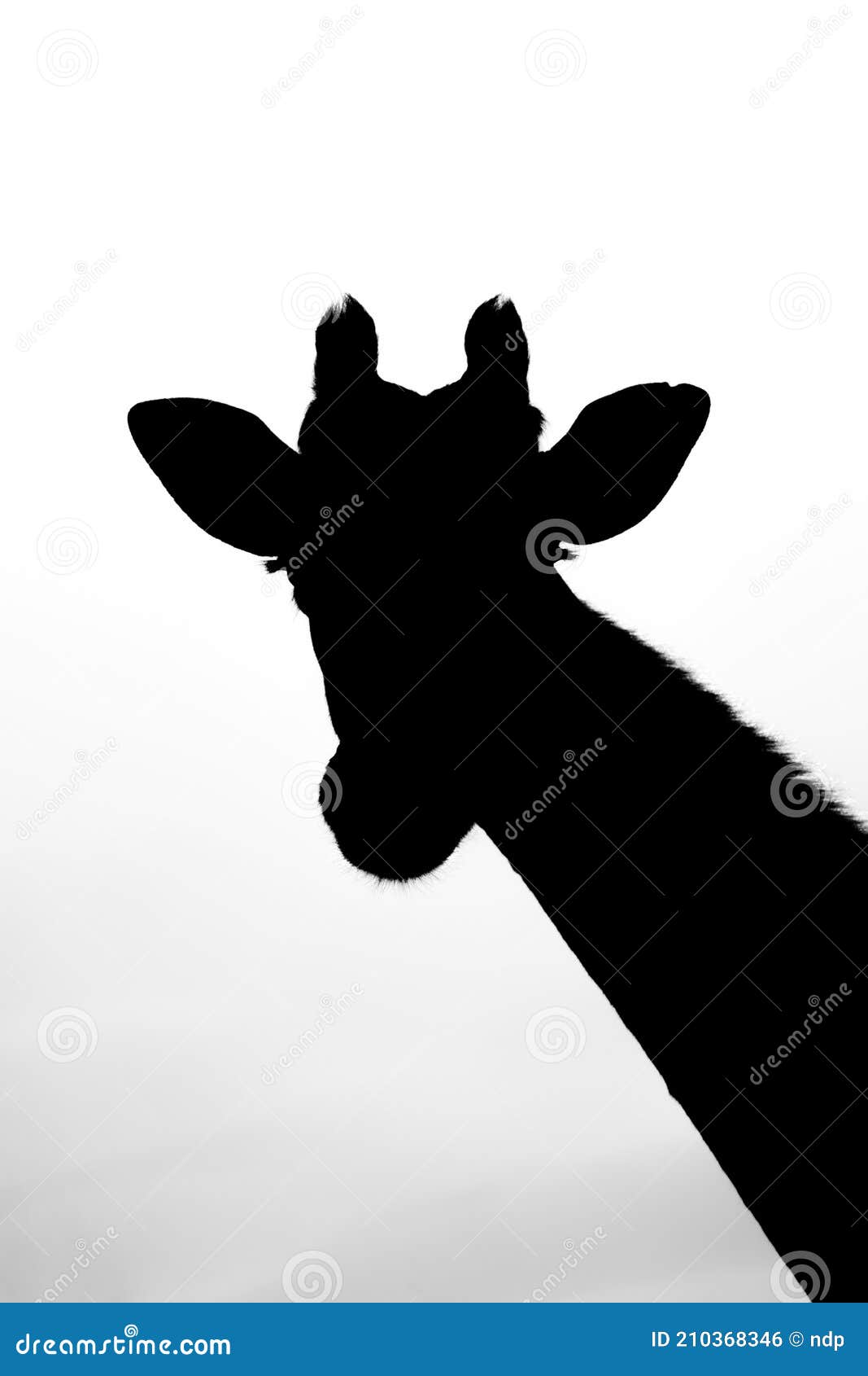 Southern Giraffe Head and Neck in Silhouette Stock Photo Image of
