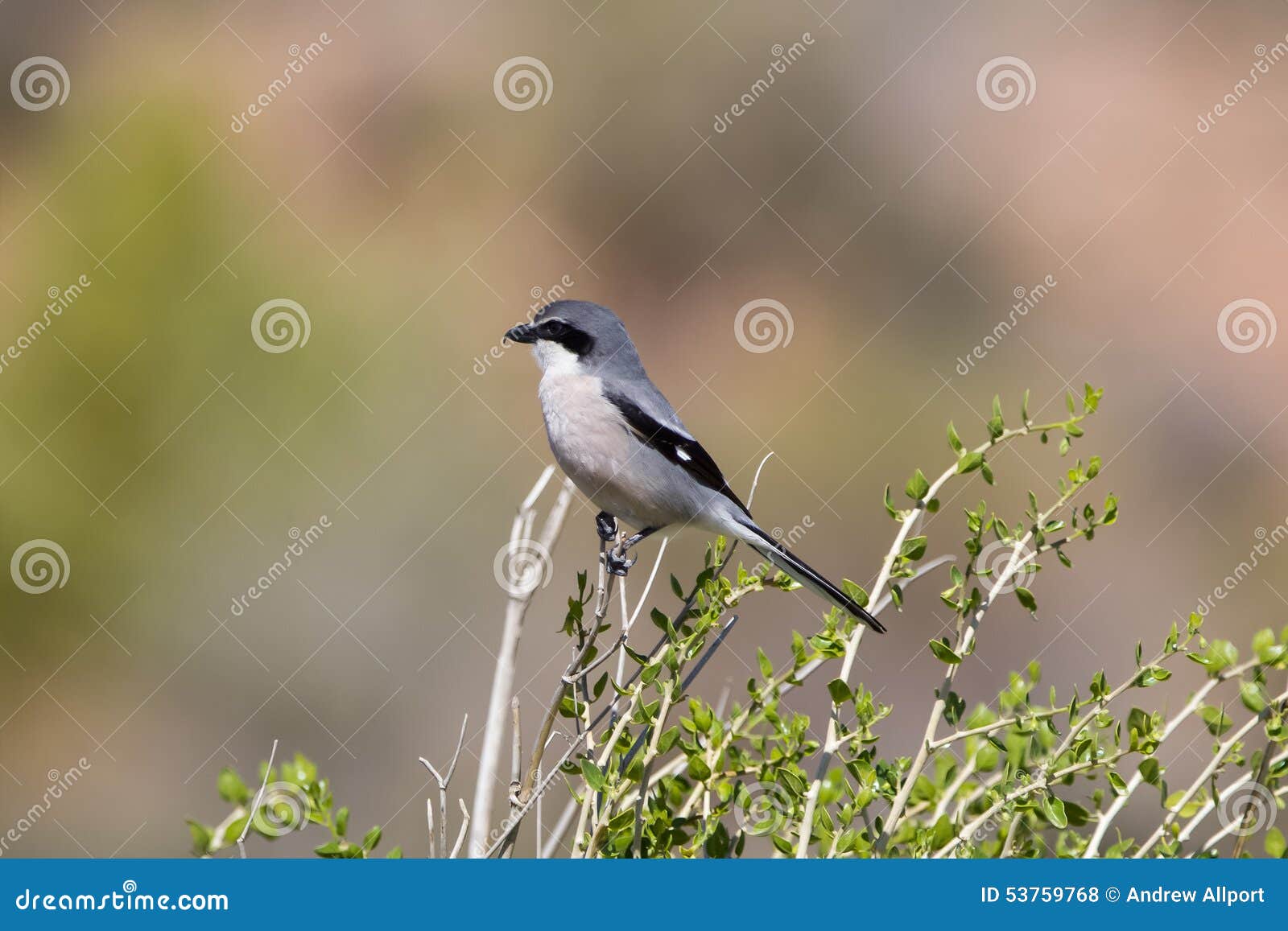 southern grey shrike perched on top of a bush