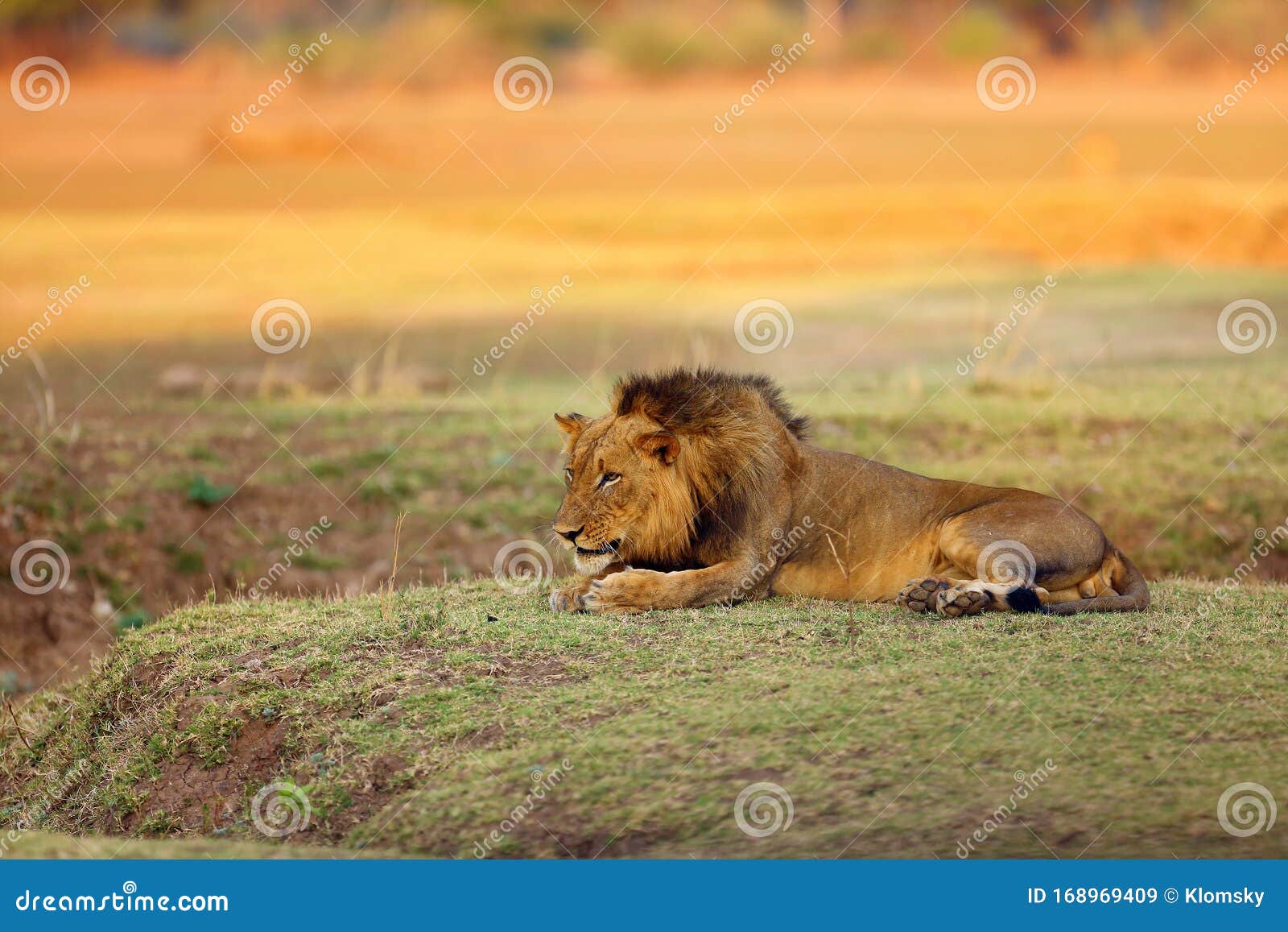 southern lion panthera leo melanochaita also as the east-southern african lion or eastern-southern african lion.dominant