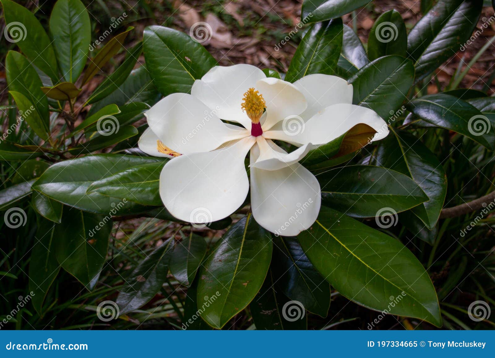 Southern Magnolia FlowerFlowering Bloom Stock Image Image of floral