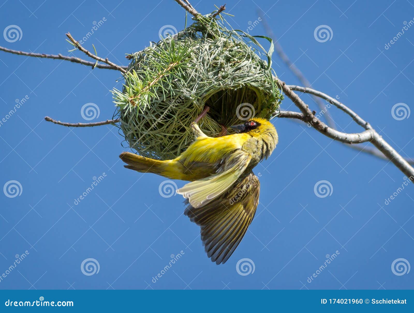 Southern Masked Weaver Bird Nest Stock Photo - of hiking, 174021960