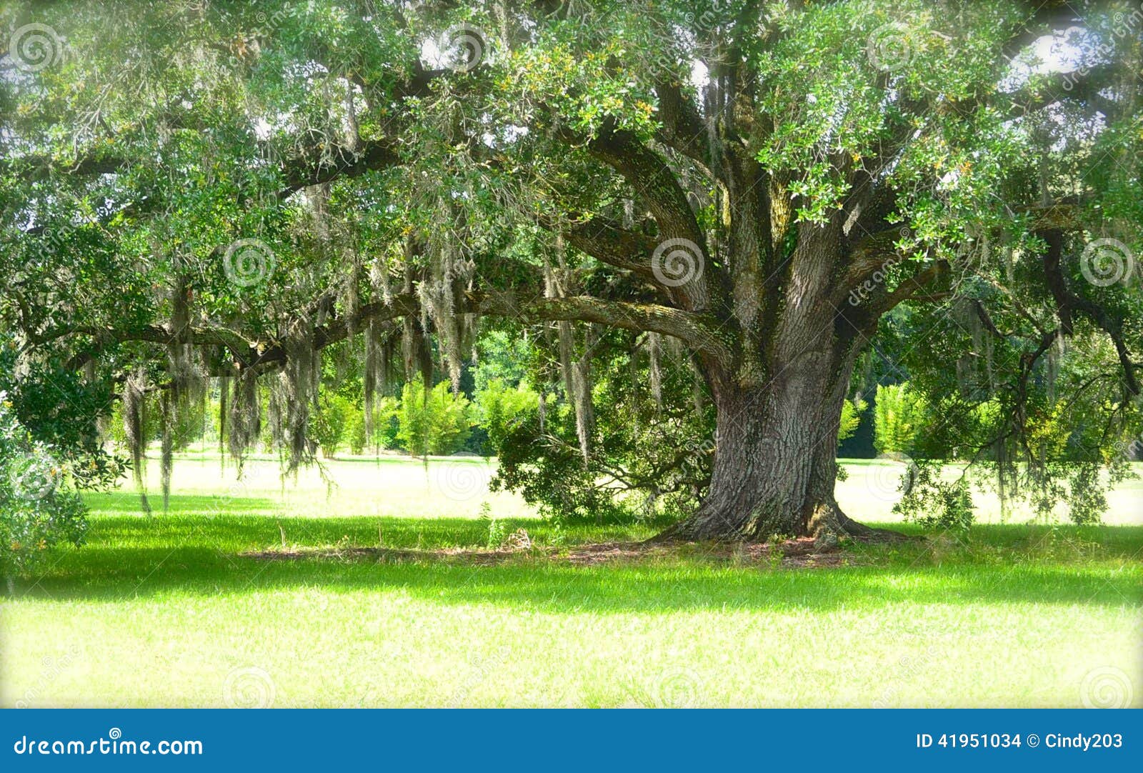 Southern Oak with Spanish Moss Stock Photo Image of tree, shadows 41951034