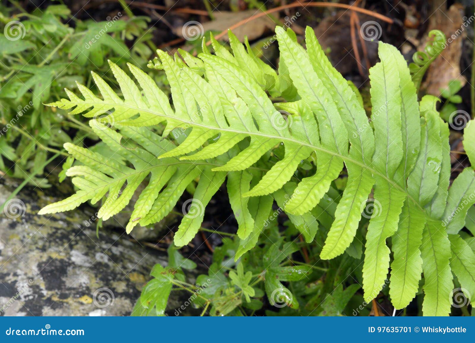southern polypody fern