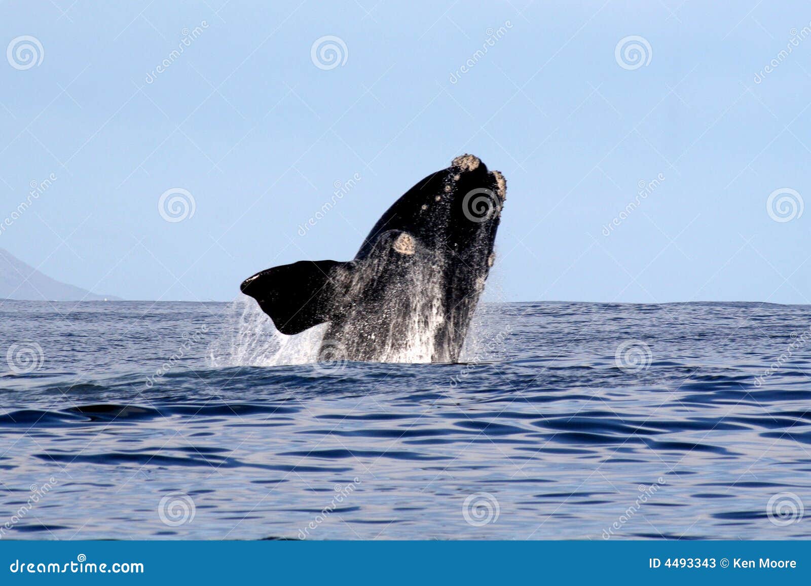 Southern Right Whale Breaching 2/4 Stock Image Image of shore, whale