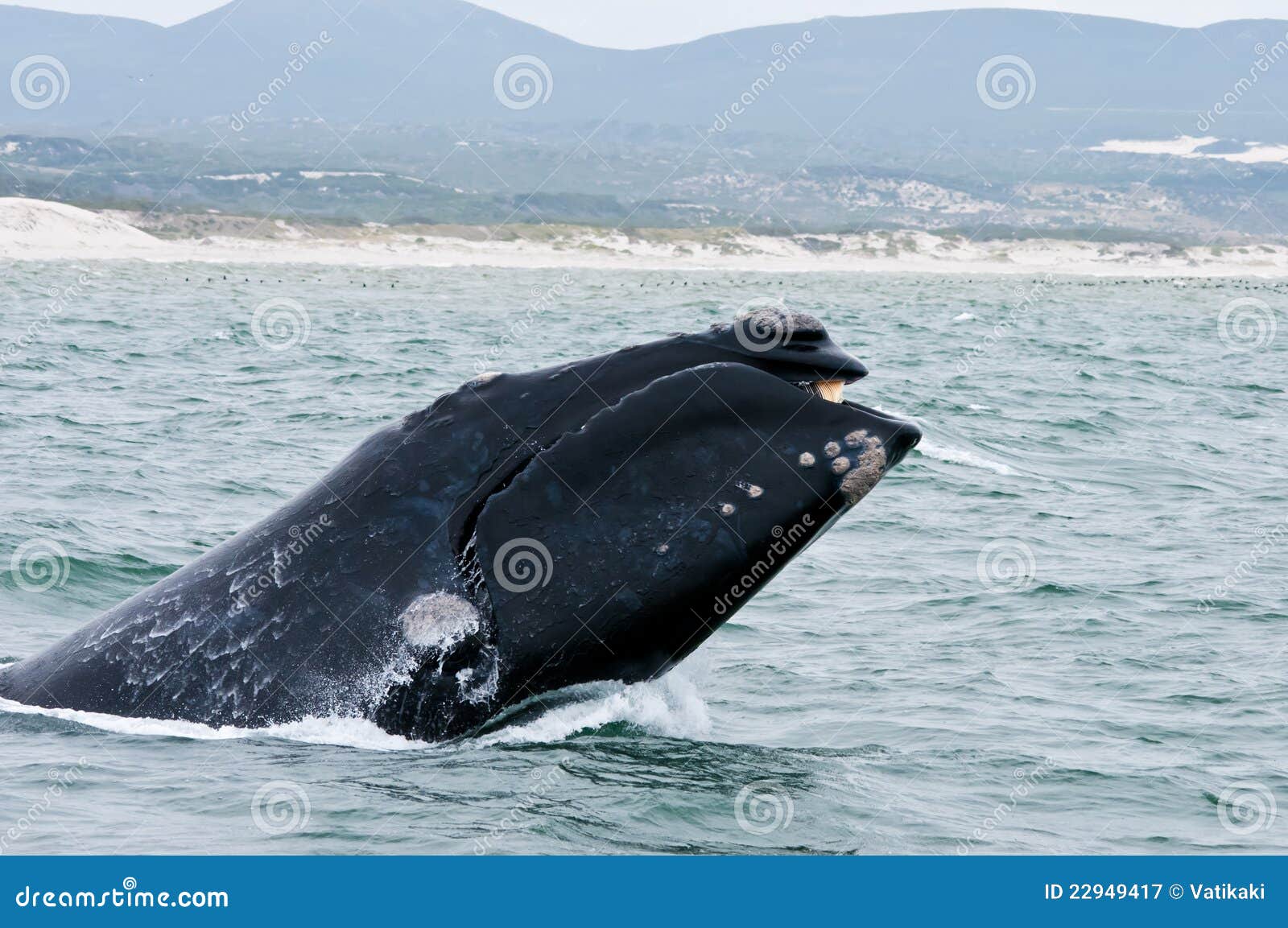 Southern Right Whale Breaching Stock Image Image of powerful, play